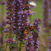 Load image into Gallery viewer, Agastache Purple Haze