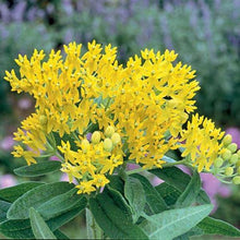 Load image into Gallery viewer, Hello Yellow Butterfly Weed Asclepias
