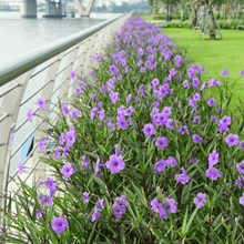 Load image into Gallery viewer, Mexican Petunia Plant
