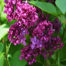 Load image into Gallery viewer, Lilac Charles Joly Shrubs
