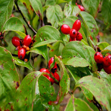 Load image into Gallery viewer, White Flowering Dogwood Tree | Cherokee Princess
