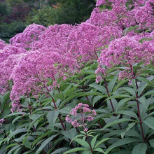 Load image into Gallery viewer, Eupatorium Gateway
