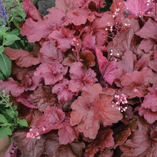 Load image into Gallery viewer, Heuchera Fire Alarm Plants
