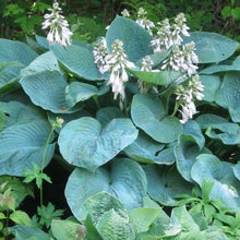 Load image into Gallery viewer, Hosta &#39;Elegans&#39;
