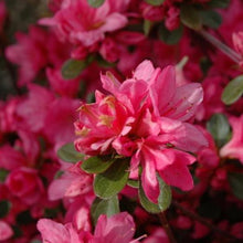 Load image into Gallery viewer, Azalea Tradition Pink Shrubs
