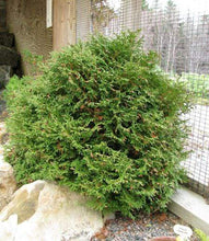 Load image into Gallery viewer, Globe Arborvitae Tom Thumb Shrubs
