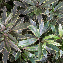 Load image into Gallery viewer, Variegated Aralia Bianca Plants
