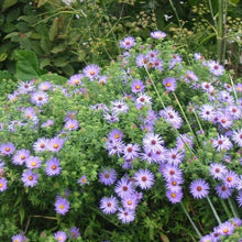 Load image into Gallery viewer, Aster Raydon&#39;s Favorite Plants
