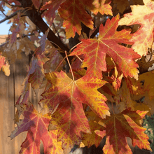 Load image into Gallery viewer, Autumn Fantasy Maple Trees
