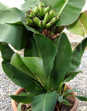 Load image into Gallery viewer, Super Dwarf Banana Plant
