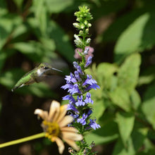 Load image into Gallery viewer, Blue Cardinal Flower
