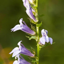 Load image into Gallery viewer, Blue Cardinal Flower
