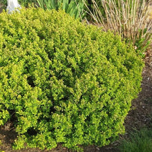 Load image into Gallery viewer, Bonanza Gold Barberry Shrubs
