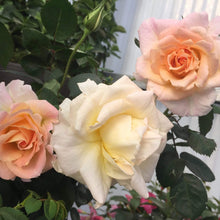 Load image into Gallery viewer, Brindabella Glow Rose Shrubs
