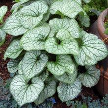 Load image into Gallery viewer, Brunnera Jack Frost
