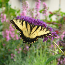 Load image into Gallery viewer, Fourth Of July Butterfly Bush
