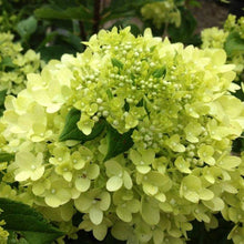 Load image into Gallery viewer, Candy Apple Hydrangea Shrubs
