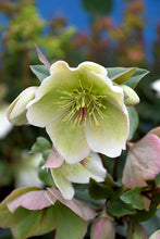 Load image into Gallery viewer, Helleborus Molly&#39;s White
