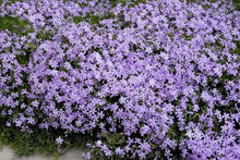 Load image into Gallery viewer, Creeping Phlox Emerald Blue
