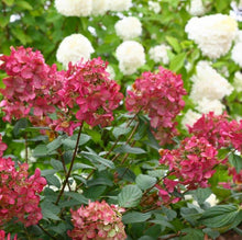 Load image into Gallery viewer, Fire Light Hydrangea Shrubs
