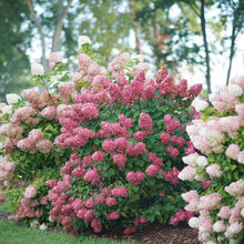 Load image into Gallery viewer, Fire Light Hydrangea Shrubs
