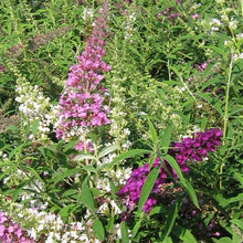 Load image into Gallery viewer, Fourth Of July Butterfly Bush
