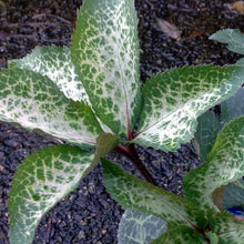 Load image into Gallery viewer, Helleborus Molly&#39;s White
