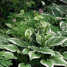 Load image into Gallery viewer, Hosta Francee Plants
