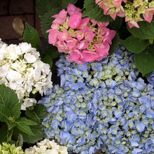 Load image into Gallery viewer, L.A. Dreamin&#39; Hydrangea Shrubs
