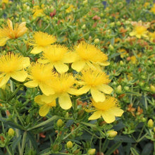 Load image into Gallery viewer, Sunny Boulevard St. John&#39;s Wort Shrubs
