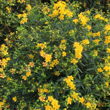 Load image into Gallery viewer, Sunny Boulevard St. John&#39;s Wort Shrubs
