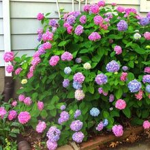 Load image into Gallery viewer, L.A. Dreamin&#39; Hydrangea Shrubs
