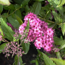 Load image into Gallery viewer, Neon Flash Spirea Shrubs
