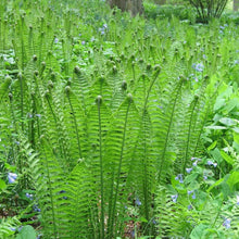 Load image into Gallery viewer, Ostrich Fern Plants
