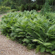 Load image into Gallery viewer, Ostrich Fern Plants
