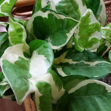 Load image into Gallery viewer, Pearls and Jade Pothos Plants
