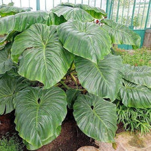 Load image into Gallery viewer, Philodendron Giganteum Plants
