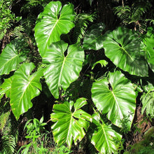 Load image into Gallery viewer, Philodendron Giganteum Plants
