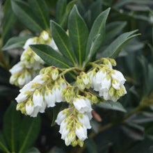 Load image into Gallery viewer, Southern Lady Pieris Shrubs
