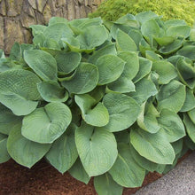 Load image into Gallery viewer, Hosta &#39;Elegans&#39;
