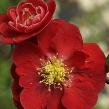 Load image into Gallery viewer, Double Take Scarlet™ Quince Bushes
