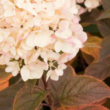 Load image into Gallery viewer, Candy Apple Hydrangea Shrubs
