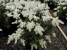 Load image into Gallery viewer, Temple Bells Pieris Shrubs
