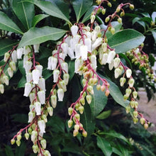 Load image into Gallery viewer, Temple Bells Pieris Shrubs
