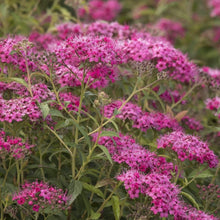 Load image into Gallery viewer, Neon Flash Spirea Shrubs
