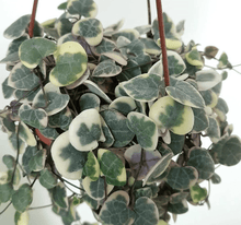 Load image into Gallery viewer, String of Hearts Plants
