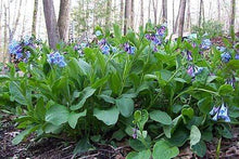 Load image into Gallery viewer, Virginia Bluebells
