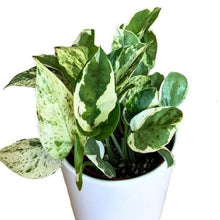 Load image into Gallery viewer, Pearls and Jade Pothos Plants
