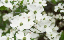 Load image into Gallery viewer, White Flowering Dogwood Tree | Cherokee Princess
